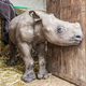 Illustration for article titled How to take care of a blind baby rhino